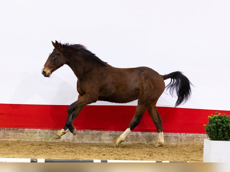 Zangersheide Hengst 2 Jaar 157 cm Bruin in Waddinxveen