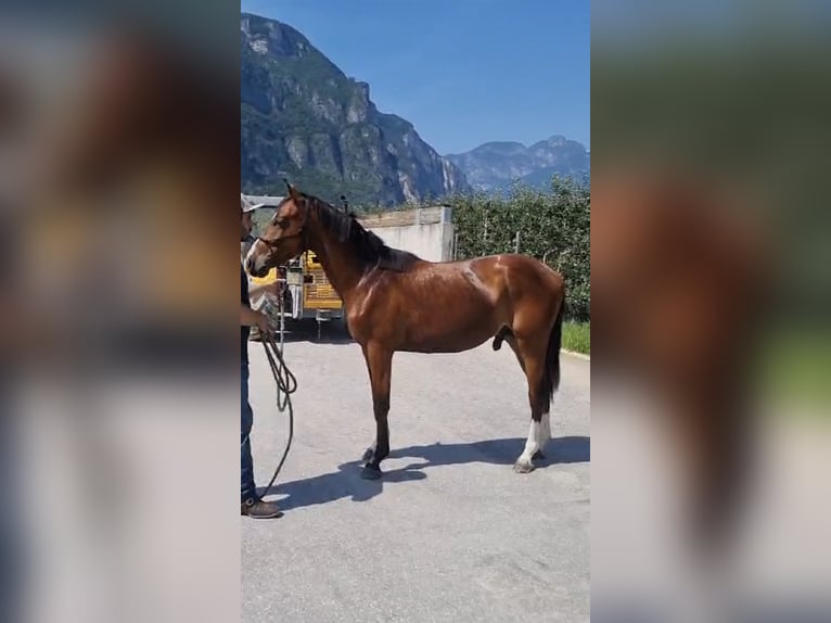 Zangersheide Hengst 2 Jaar 158 cm Bruin in Trento