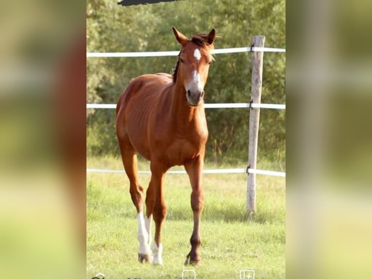 Zangersheide Hengst 2 Jaar 158 cm Bruin in Trento