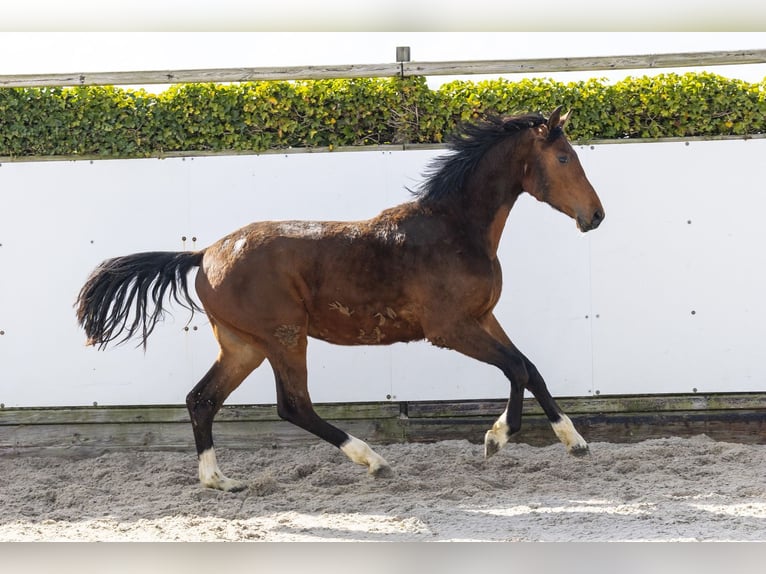Zangersheide Hengst 2 Jaar 158 cm Donkerbruin in Waddinxveen