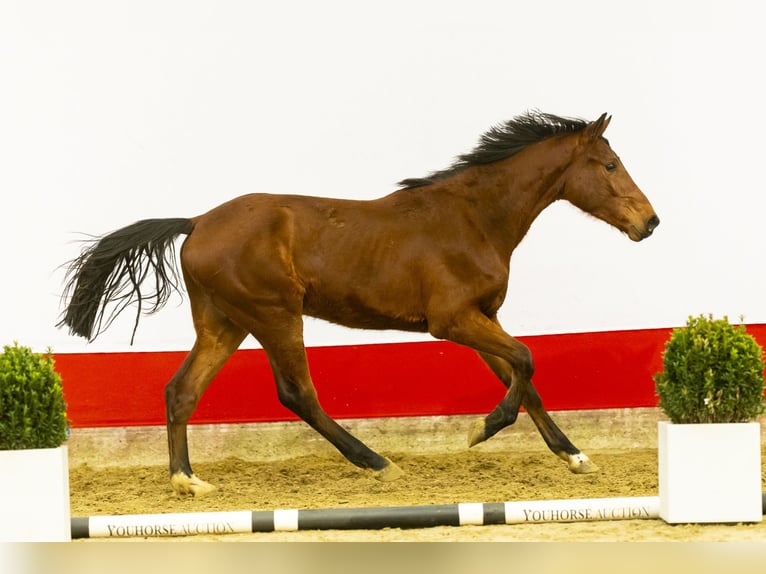 Zangersheide Hengst 2 Jaar 159 cm Bruin in Waddinxveen