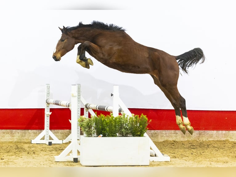 Zangersheide Hengst 2 Jaar 159 cm Bruin in Waddinxveen