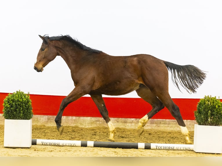 Zangersheide Hengst 2 Jaar 159 cm Bruin in Waddinxveen