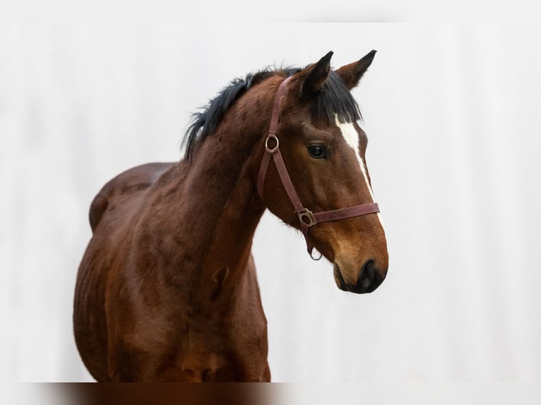 Zangersheide Hengst 2 Jaar 159 cm Bruin in Waddinxveen