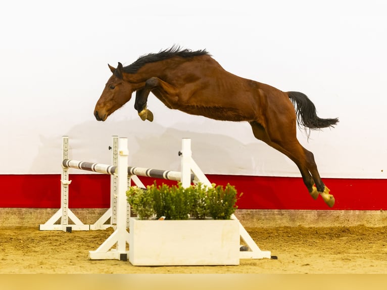 Zangersheide Hengst 2 Jaar 159 cm Bruin in Waddinxveen