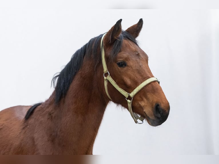 Zangersheide Hengst 2 Jaar 159 cm Bruin in Waddinxveen