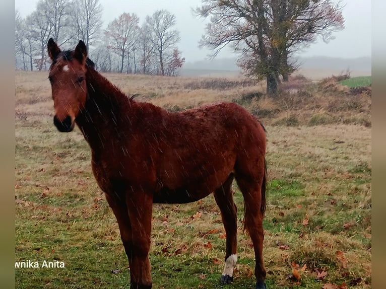 Zangersheide Hengst 2 Jaar 160 cm Bruin in Zajączkówko