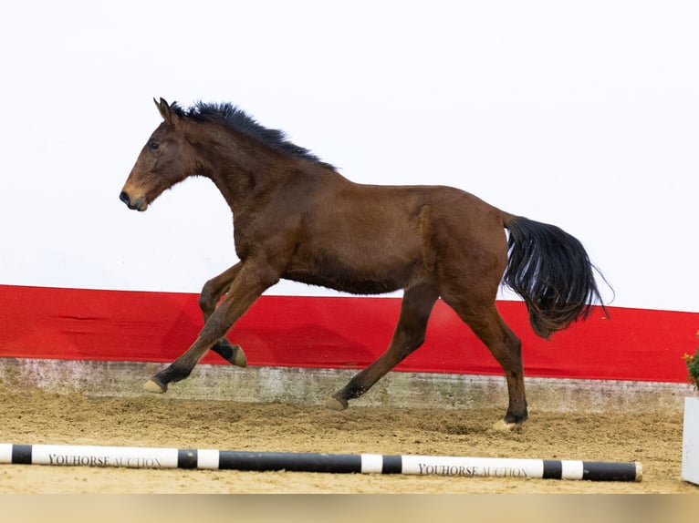 Zangersheide Hengst 2 Jaar 160 cm Bruin in Waddinxveen