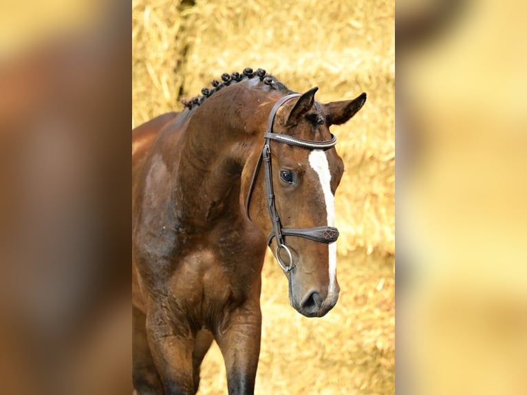 Zangersheide Hengst 2 Jaar 161 cm Bruin in Bladel