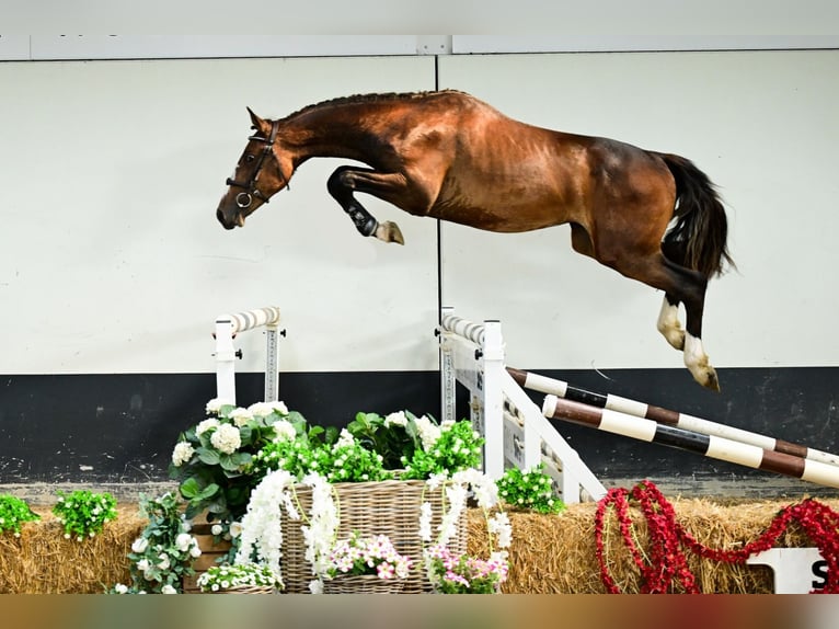 Zangersheide Hengst 2 Jaar 161 cm Bruin in Bladel
