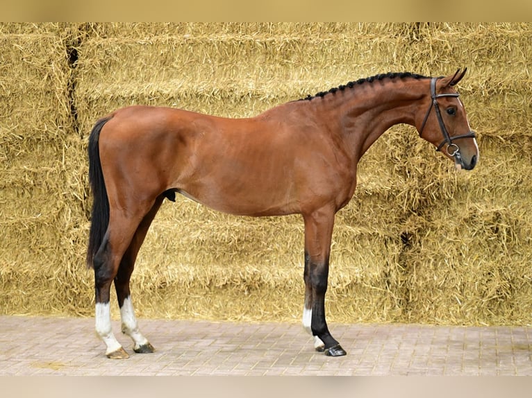 Zangersheide Hengst 2 Jaar 162 cm Bruin in Bladel