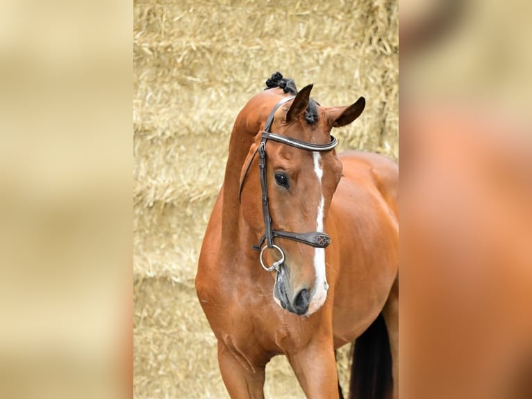 Zangersheide Hengst 2 Jaar 162 cm Bruin in Bladel
