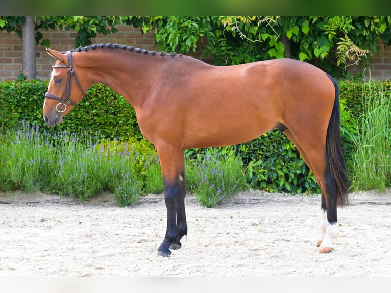 Zangersheide Hengst 2 Jaar 163 cm Bruin in Bladel