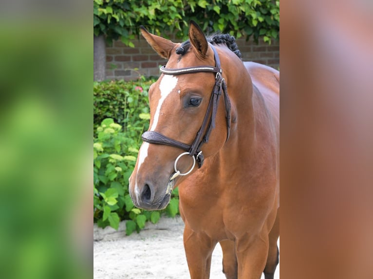 Zangersheide Hengst 2 Jaar 163 cm Bruin in Bladel