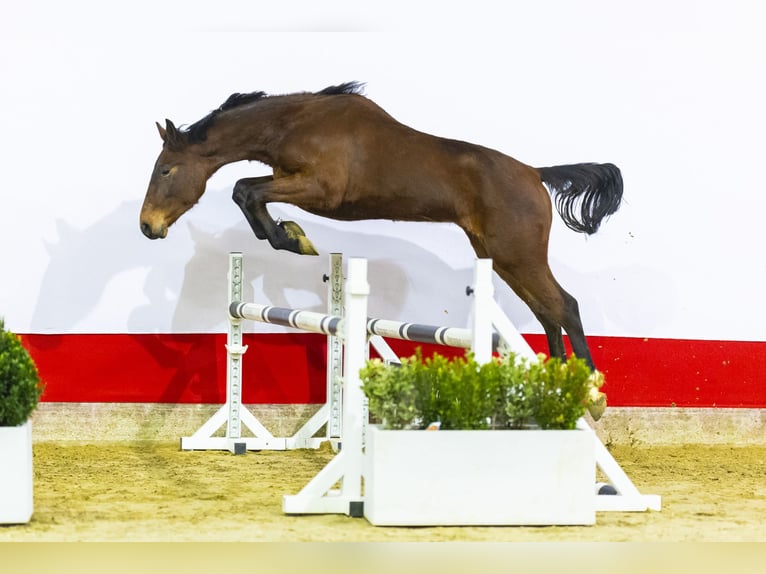 Zangersheide Hengst 2 Jaar 163 cm Bruin in Waddinxveen