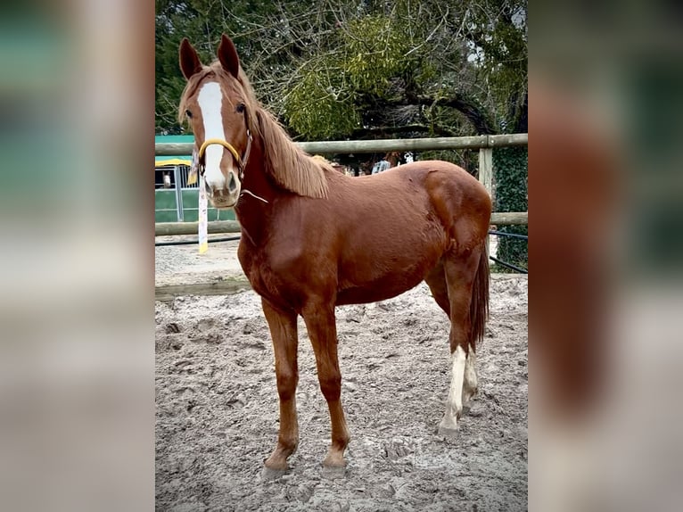 Zangersheide Hengst 2 Jaar 163 cm Vos in France