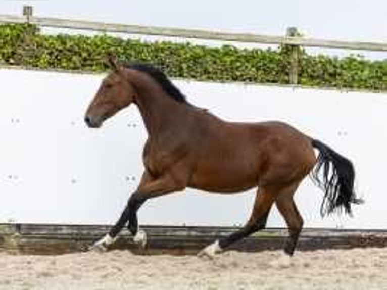 Zangersheide Hengst 2 Jaar 164 cm Bruin in Waddinxveen