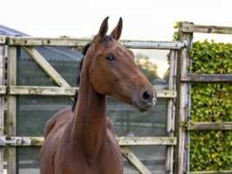 Zangersheide Hengst 2 Jaar 164 cm Bruin in Waddinxveen