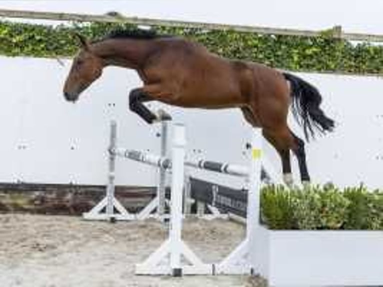 Zangersheide Hengst 2 Jaar 164 cm Bruin in Waddinxveen