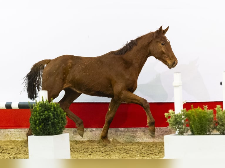 Zangersheide Hengst 2 Jaar 164 cm Vos in Waddinxveen