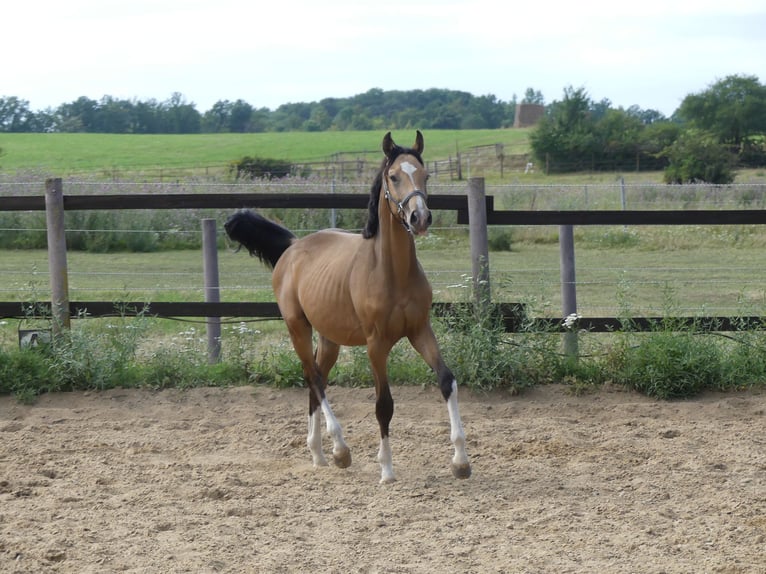 Zangersheide Hengst 2 Jaar 165 cm Buckskin in Mücheln (Geiseltal)Mücheln