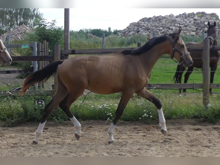 Zangersheide Hengst 2 Jaar 165 cm Buckskin in Mücheln (Geiseltal)Mücheln