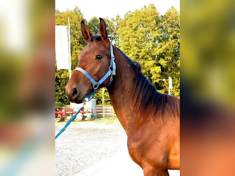 Zangersheide Hengst 2 Jaar 165 cm Roodbruin in turośl