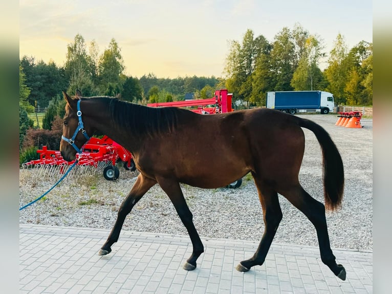 Zangersheide Hengst 2 Jaar 165 cm Roodbruin in turośl