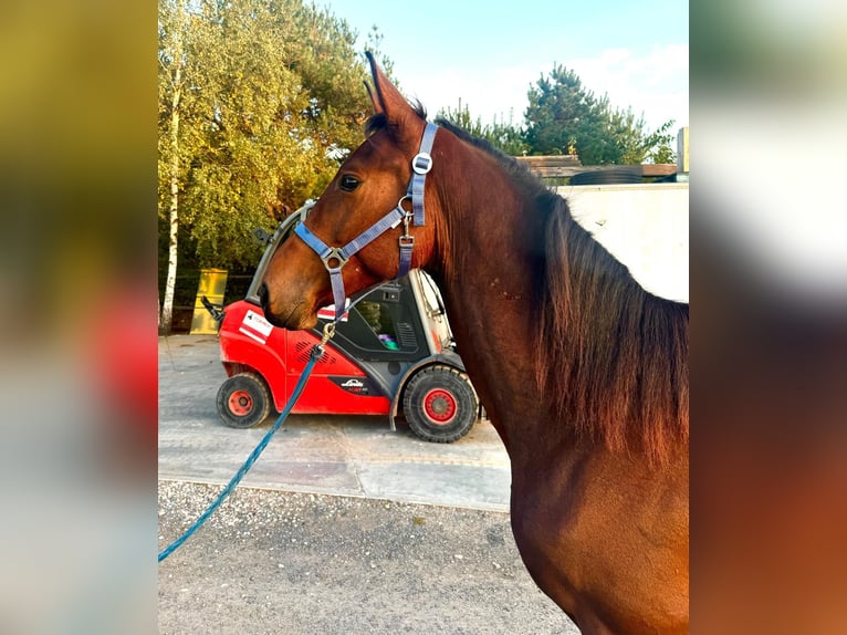 Zangersheide Hengst 2 Jaar 165 cm Roodbruin in turośl