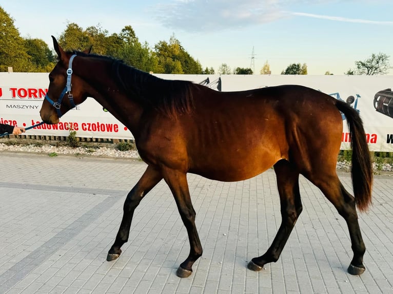 Zangersheide Hengst 2 Jaar 165 cm Roodbruin in turośl