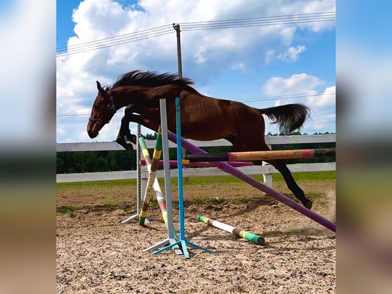 Zangersheide Hengst 2 Jaar 165 cm Roodbruin in turośl