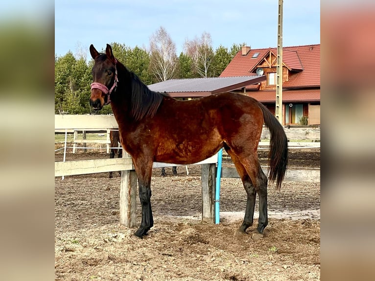 Zangersheide Hengst 2 Jaar 165 cm Roodbruin in turośl