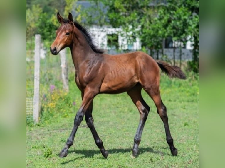 Zangersheide Hengst 2 Jaar 165 cm Roodbruin in turośl