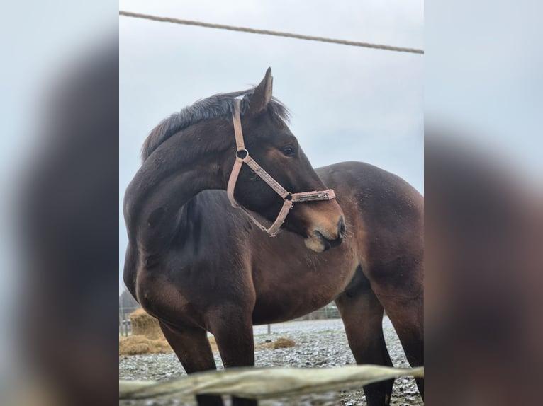 Zangersheide Hengst 2 Jaar 165 cm Roodbruin in Pragersko