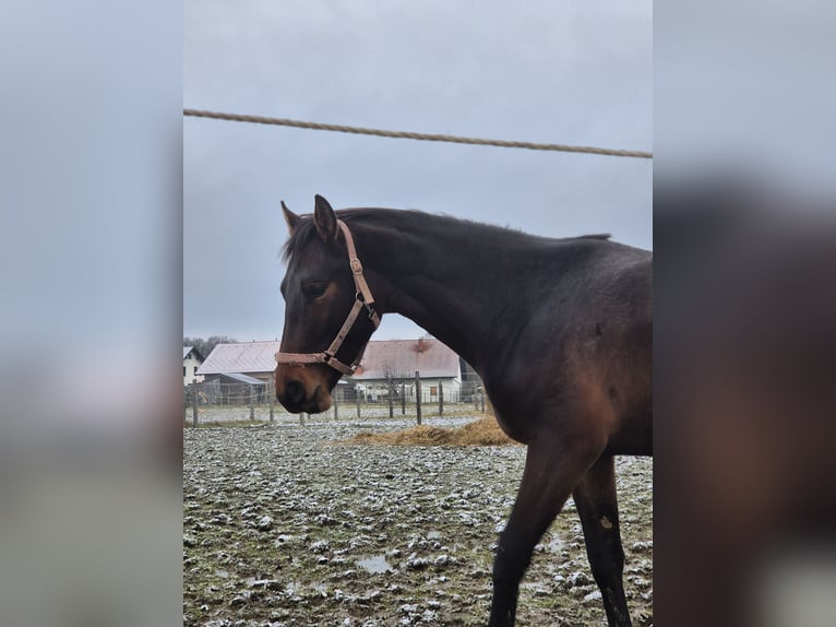 Zangersheide Hengst 2 Jaar 165 cm Roodbruin in Pragersko