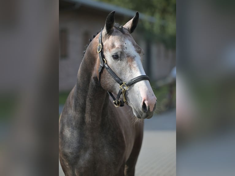 Zangersheide Hengst 2 Jaar 165 cm Roodbruin in Zelle
