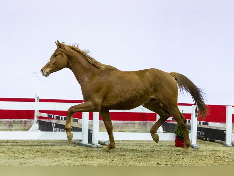 Zangersheide Hengst 2 Jaar 165 cm Vos in Waddinxveen