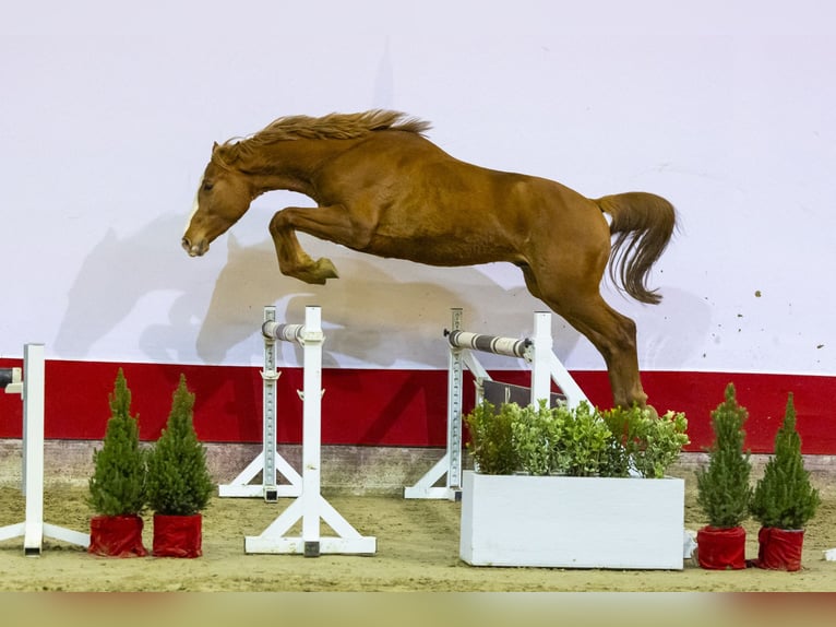 Zangersheide Hengst 2 Jaar 165 cm Vos in Waddinxveen