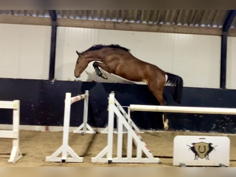 Zangersheide Hengst 2 Jaar 166 cm Bruin in Bladel