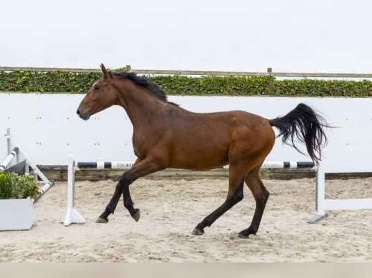 Zangersheide Hengst 2 Jaar 166 cm Bruin in Waddinxveen