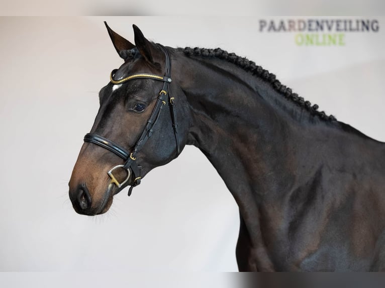 Zangersheide Hengst 2 Jaar 166 cm Donkerbruin in Heerde