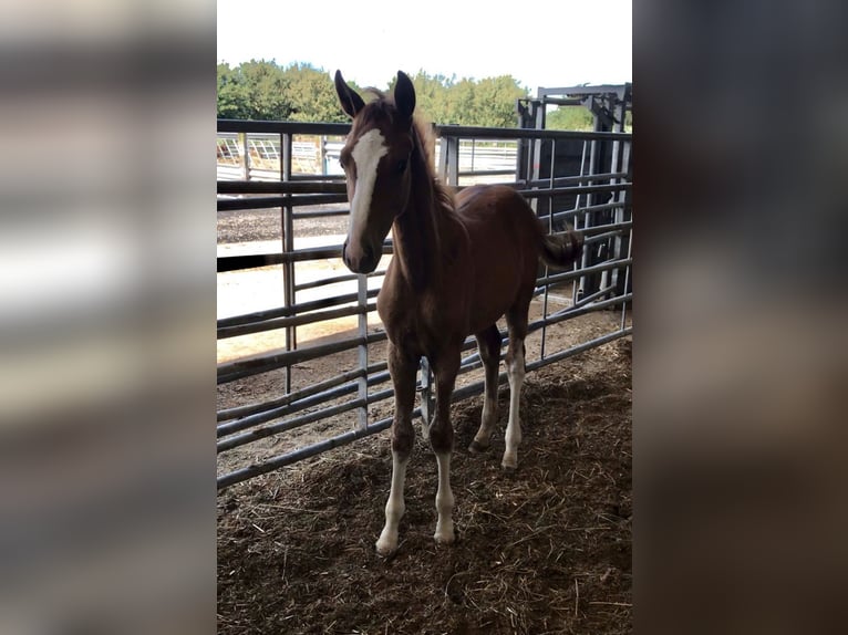 Zangersheide Hengst 2 Jaar 166 cm Donkere-vos in Canterbury