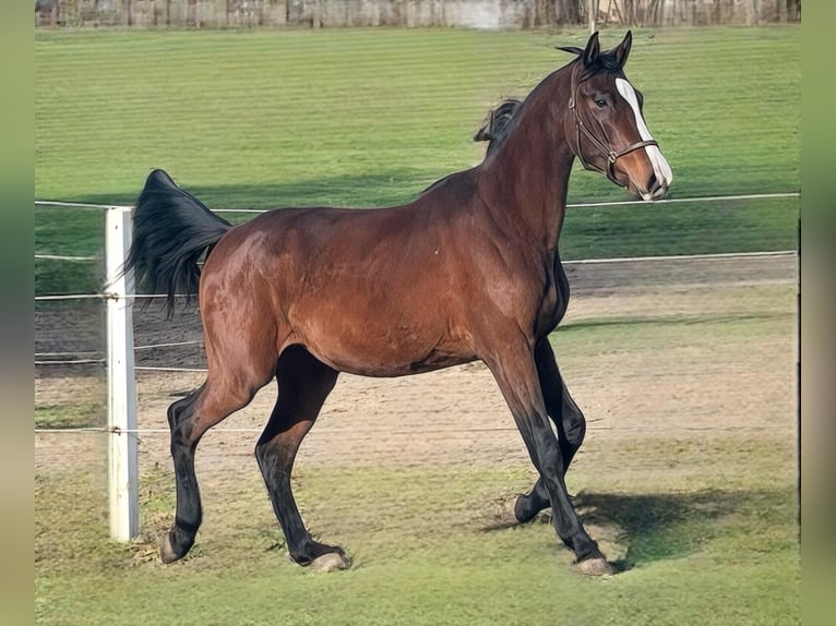 Zangersheide Hengst 2 Jaar 166 cm Roodbruin in Świekatowo