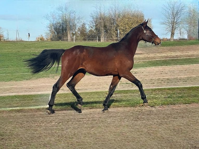 Zangersheide Hengst 2 Jaar 166 cm Roodbruin in Świekatowo