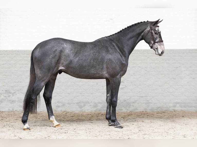 Zangersheide Hengst 2 Jaar 166 cm Schimmel in Heerde