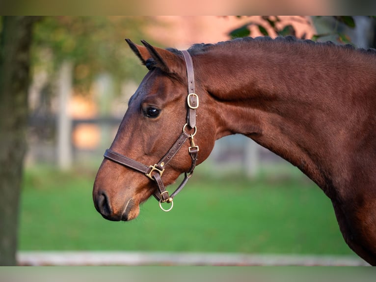 Zangersheide Hengst 2 Jaar 167 cm Bruin in GROTE-BROGEL