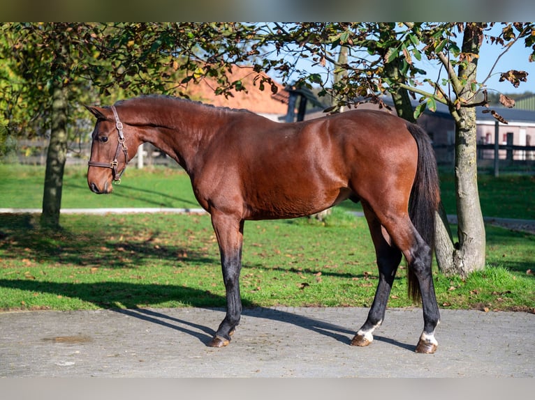 Zangersheide Hengst 2 Jaar 167 cm Bruin in GROTE-BROGEL