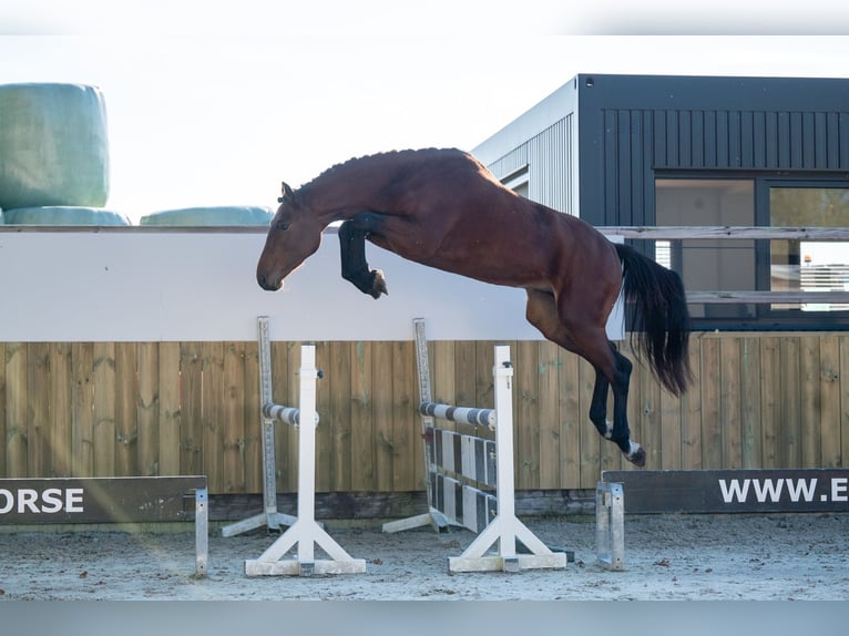 Zangersheide Hengst 2 Jaar 167 cm Bruin in GROTE-BROGEL