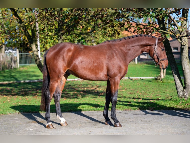 Zangersheide Hengst 2 Jaar 167 cm Bruin in GROTE-BROGEL