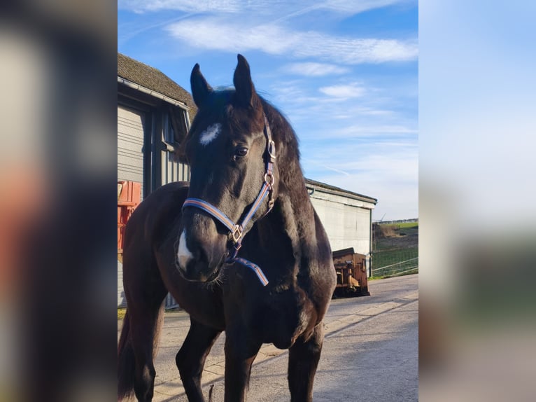 Zangersheide Mix Hengst 2 Jaar 167 cm Donkerbruin in Hepscheid